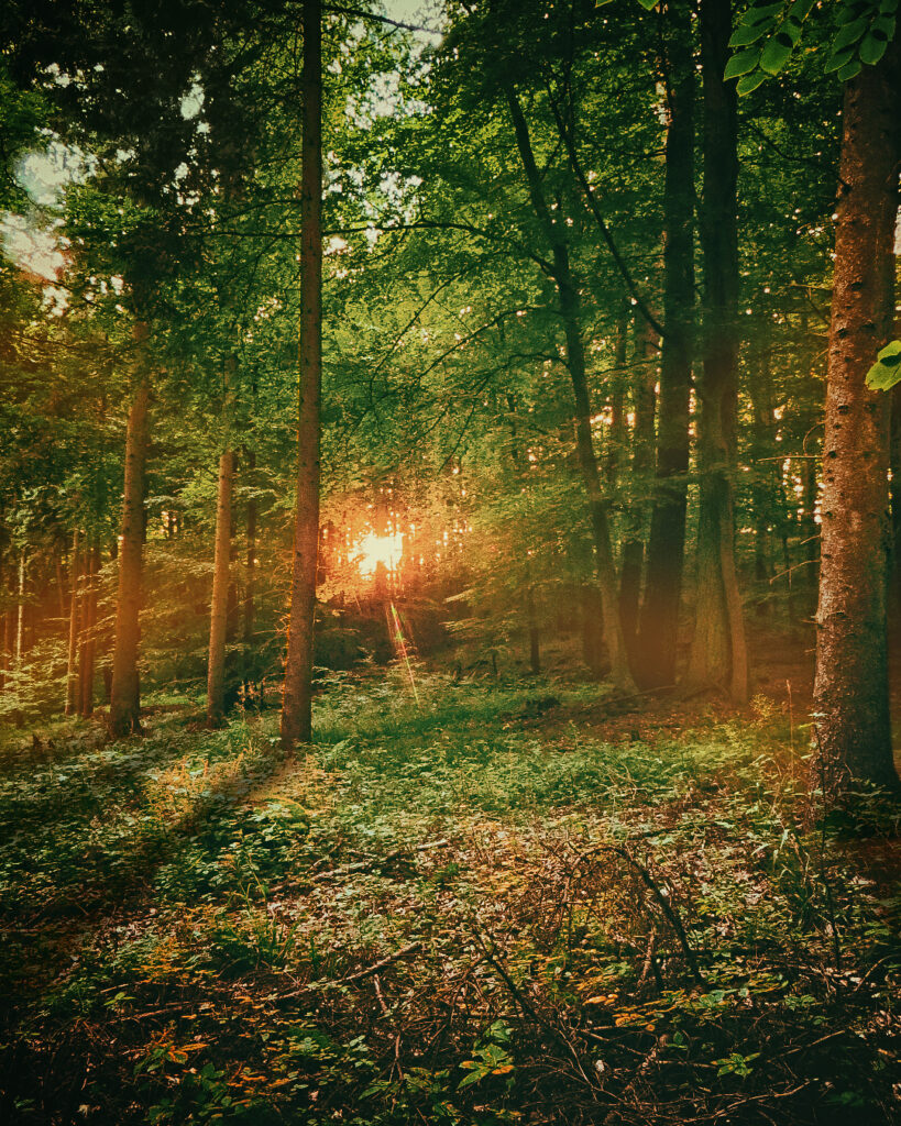 woodpic-4