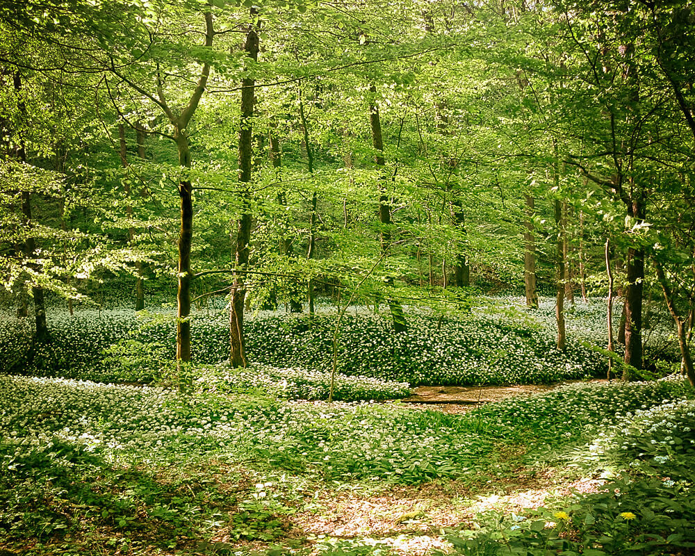 Bärlauchblüte im Süntel