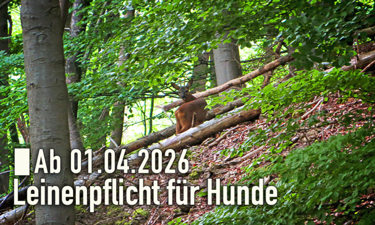 Mehr über den Artikel erfahren 🌳🐕 Ab 1. April 2026: Leinenpflicht für Hunde beim Spaziergang in freier Landschaft